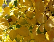 Kletterhortensie (Hydrangea petiolaris)