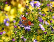 Tagpfauenauge (Aglais io)
