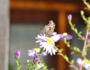 C - Falter (Nymphalis c-album)