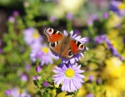 Tagpfauenauge (Aglais io)