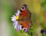 Tagpfauenauge (Aglais io)