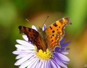 C - Falter (Nymphalis c-album)