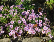 Glattblatt-Aster (Symphyotrichum novi-belgii)