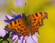 C - Falter (Nymphalis c-album)