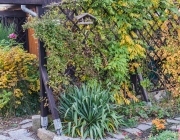 Waldrebe (Clematis)