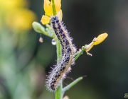 Großer Kohlweißling (Pieris brassicae)
