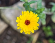 Ringelblume (Calendula officinalis)