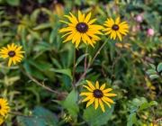 Sonnenhut (Rudbeckia Fulgida 'Goldsturm')