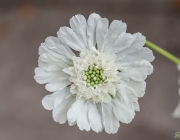 Skabiose (Scabiosa caucasica 'Perfecta Alba')