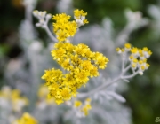 Weißfilziges Greiskraut (Jacobaea maritima)