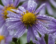 Glattblatt-Aster (Symphyotrichum novi-belgii)