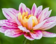 Dahlie (Dahlia)