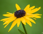 Sonnenhut (Rudbeckia Fulgida 'Goldsturm')
