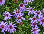 Kissenaster (Aster dumosus)