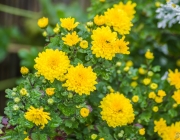 Chrysantheme (Chrysanthemum)