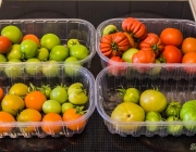 letzte Tomatenernte