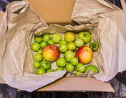 Tomaten nachreifen lassen