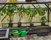 Tomatenzelt