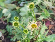 Schein-Sonnenhut (Echinacea purpurea 'Lemon Yellow')
