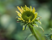Schein-Sonnenhut (Echinacea purpurea 'Lemon Yellow')