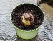 Ritterstern (Hippeastrum)