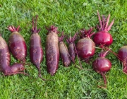 Rote Bete