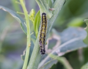 Großer Kohlweißling (Pieris brassicae)