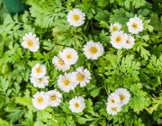 Mutterkraut (Tanacetum parthenium)