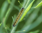 Großer Kohlweißling (Pieris brassicae)