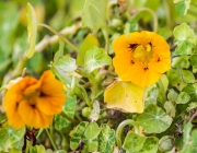 Kleine Kapuzinerkresse (Tropaeolum minus)