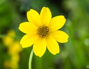 Goldzweizahn (Bidens ferulifolia)