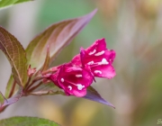 Weigelie (Weigela 'Bristol Ruby')