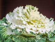 Weißer Zierkohl (Brassica oleracea var. acephala)