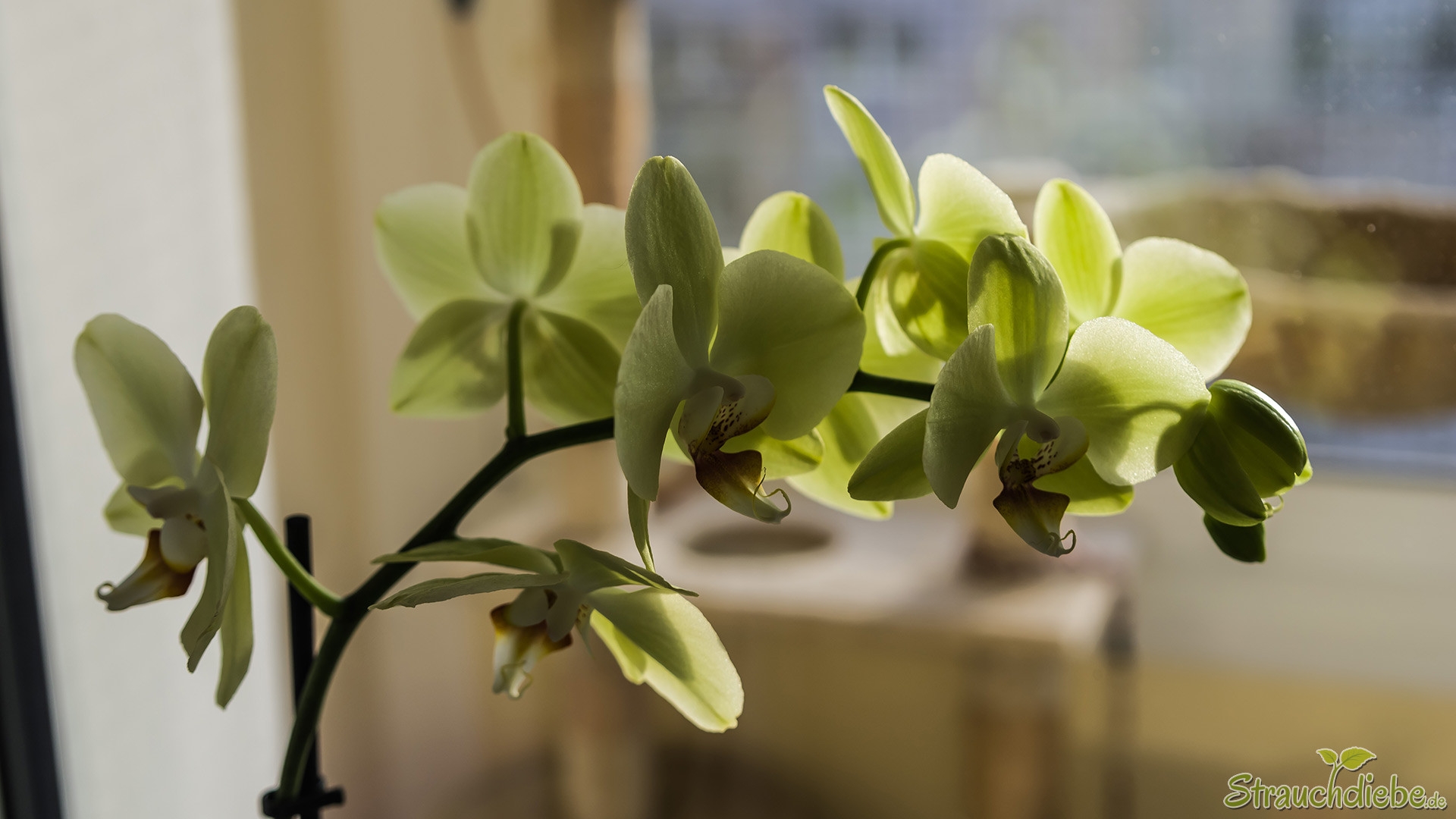 Schmetterlingsorchidee (Phalaenopsis)