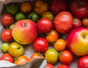 Tomaten nachreifen lassen