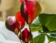Flamingoblume (Anthurium)