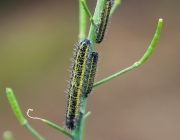 Großer Kohlweißling (Pieris brassicae)