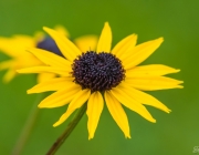 Sonnenhut (Rudbeckia Fulgida 'Goldsturm')