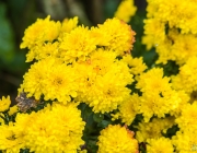 Chrysantheme (Chrysanthemum)