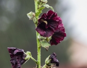 Stockrose (Alcea rosea 'Nigra')