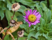 Gänseblümchen (Bellis perennis)