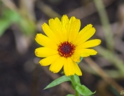 Ringelblume (Calendula officinalis)