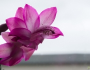 Weihnachtskaktus (Schlumbergera)