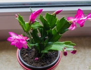 Weihnachtskaktus (Schlumbergera)