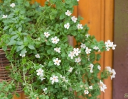 Schneeflockenblume (Chaenostoma cordatum)