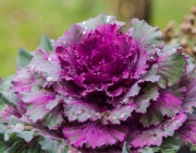 Zierkohl (Brassica oleracea)