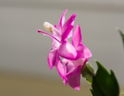 Weihnachtskaktus (Schlumbergera)