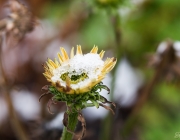 Schein-Sonnenhut (Echinacea purpurea 'Lemon Yellow')