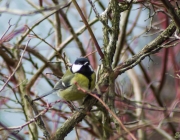 Kohlmeise (Parus major)