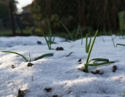 Wintersteckzwiebeln
